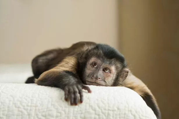 UK to enforce ban on keeping monkeys as pets affecting 5,000 primates