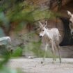 Un des animaux les plus rares au monde vient de naître dans un zoo en Angleterre