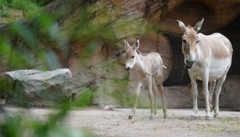 Un des animaux les plus rares au monde vient de naître dans un zoo en Angleterre