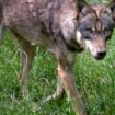 Utrecht in den Niederlanden: Behörden warnen Eltern nach mutmaßlichen Wolfsangriffen auf Kinder