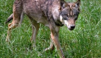 Utrecht in den Niederlanden: Behörden warnen Eltern nach mutmaßlichen Wolfsangriffen auf Kinder
