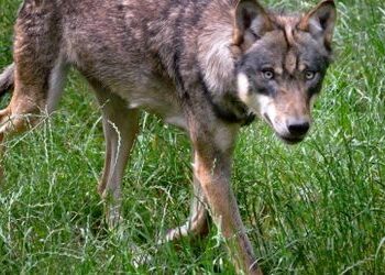 Utrecht in den Niederlanden: Behörden warnen Eltern nach mutmaßlichen Wolfsangriffen auf Kinder