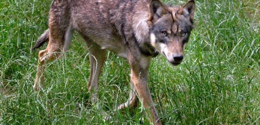 Utrecht in den Niederlanden: Behörden warnen Eltern nach mutmaßlichen Wolfsangriffen auf Kinder