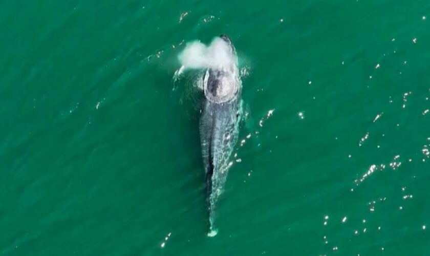 Vom Meeresmüll abgerissen?: Buckelwal ohne Schwanzflosse erstaunt Beobachter