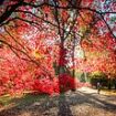 Every cloud has a silver lining! Britain is set for a 'spectacular' autumn with tree colours even MORE glorious than usual thanks to the higher-than-average rainfall this year, experts say