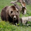 Archery hunters shoot and kill grizzly bear after it knocks down and bites one of them