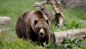 Archery hunters shoot and kill grizzly bear after it knocks down and bites one of them