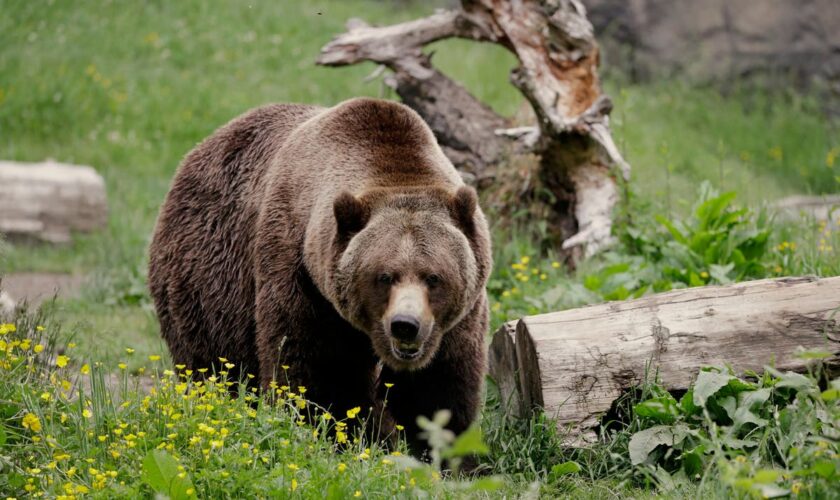 Archery hunters shoot and kill grizzly bear after it knocks down and bites one of them