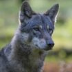 Les Pays-Bas vont devoir apprendre à vivre avec le loup