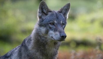 Les Pays-Bas vont devoir apprendre à vivre avec le loup