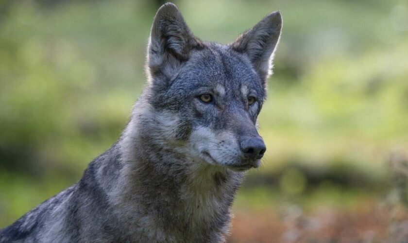 Les Pays-Bas vont devoir apprendre à vivre avec le loup