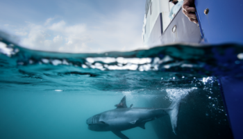 Pic: Ocearch