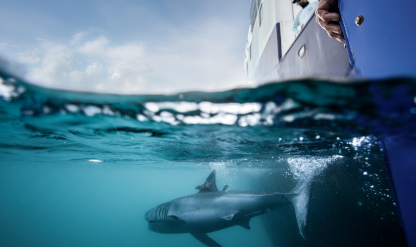 Pic: Ocearch