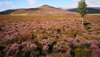 Skiddaw Forest. Pic: Joe Murphy/PA