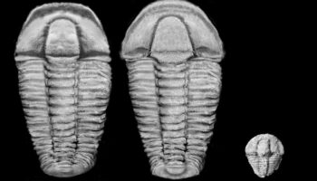 500 Millionen Jahre alte Fossilien in Bayern entdeckt