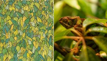 Find 3 camouflaged chameleons in this challenging puzzle