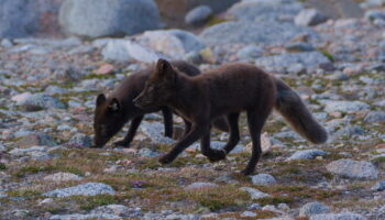 L’été des renards