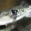 Japan: Zehnjährige darf Kugelfisch zubereiten