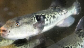 Japan: Zehnjährige darf Kugelfisch zubereiten