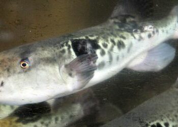 Japan: Zehnjährige darf Kugelfisch zubereiten