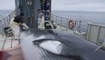 Détention de Paul Watson : le Japon veut manger toujours plus de baleines