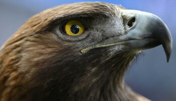 Steinadler greift Kleinkind „wie ein Beutetier“ aus der Luft an