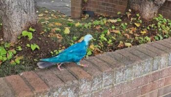 Bright blue pigeon in Maidenhead sparks local curiosity and expert warnings