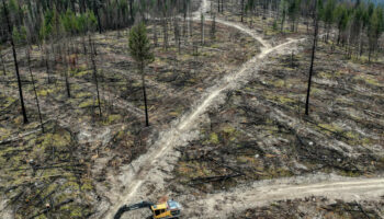 Les forêts anciennes du Canada mises à mal par des coupes à blanc certifiées durables