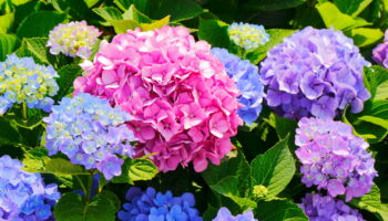 Le conseil gratuit des jardiniers pour redonner vie aux hortensias fanés en quelques minutes