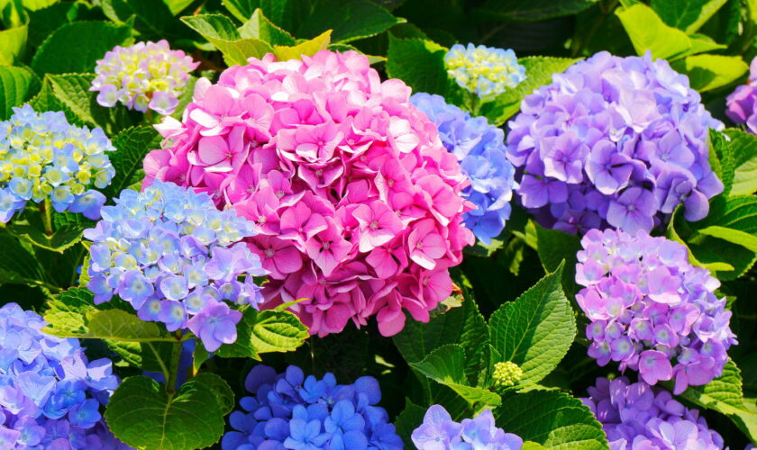 Le conseil gratuit des jardiniers pour redonner vie aux hortensias fanés en quelques minutes