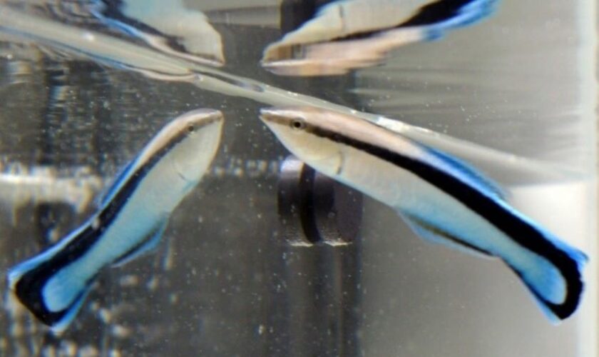 Tiny fish found to ‘check its body size in the mirror before getting into fights’