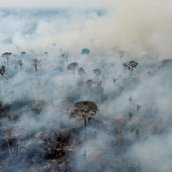 Incendies en Amazonie : l’urgence absolue