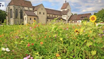 Es wuchs in meinem Garten ein Rosmarienbaum