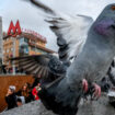 Quand les grandes villes donnent la pilule aux pigeons