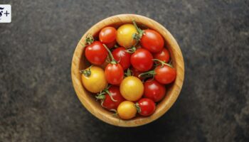 Tomatengericht aus Taiwan: Die Suche nach der richtigen Blume