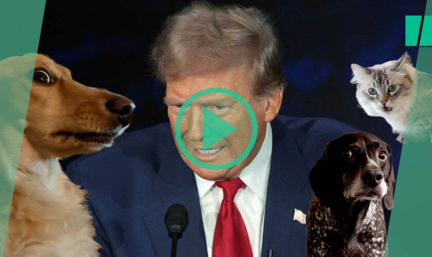 Présidentielle américaine : sur TikTok, la fake news de Donald Trump fait même peur aux animaux