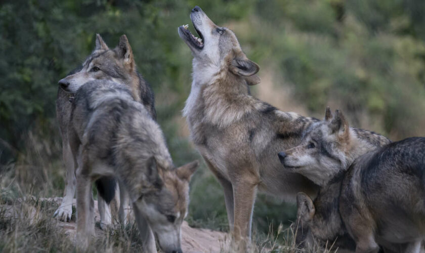 Des loups tueurs d’enfants sèment la panique en Inde