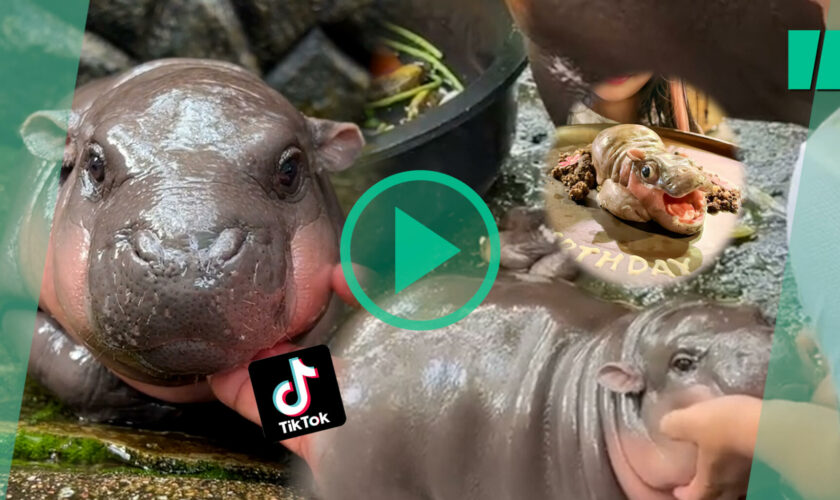 Ce bébé hippopotame nain est devenu une star en Thaïlande, au détriment de sa santé