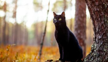 The Friday the 13th superstitions that carry on to this day