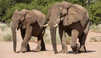 200 Elefanten sollen wegen der Dürre getötet werden – Tierschützer sind alarmiert