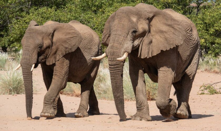 200 Elefanten sollen wegen der Dürre getötet werden – Tierschützer sind alarmiert