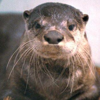 River otter drags young Washington state child underwater, attacks mother: officials