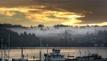 River otter drags child underwater in horror Washington marina attack