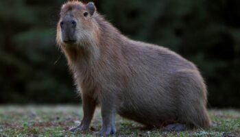 Capybaras are the largest living rodents. File pic: Reuters