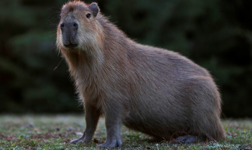 Capybaras are the largest living rodents. File pic: Reuters