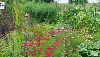 Mission Vielfalt im Garten: Wie gut ein wenig Wildheit tut