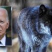 Biden admin moves to reinstate Trump-era rule, delist gray wolves from endangered species list