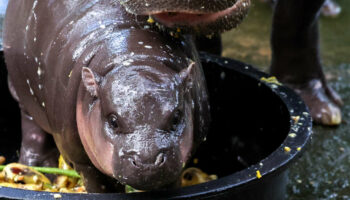 Moo Deng, le bébé hippopotame nain qui rend les internautes dingues et dangereux