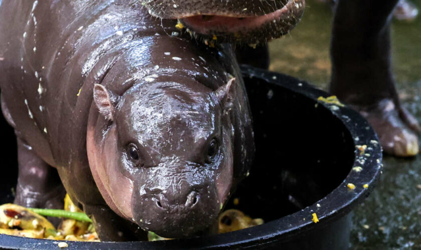 Moo Deng, le bébé hippopotame nain qui rend les internautes dingues et dangereux