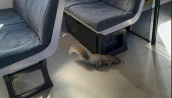 One of the offending squirrels. Pic: Great Western Railway